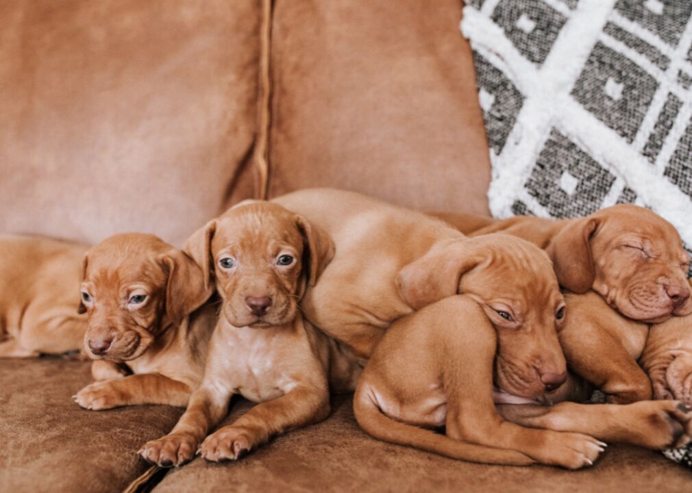 #35. Vizsla